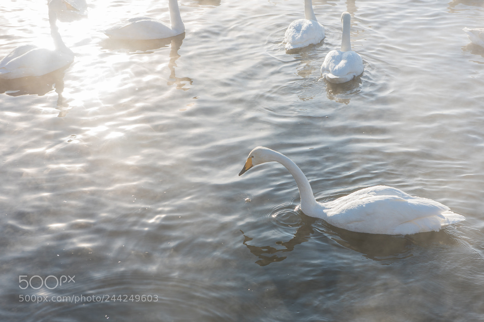 Nikon D810 sample photo. Beautiful white whooping swans photography