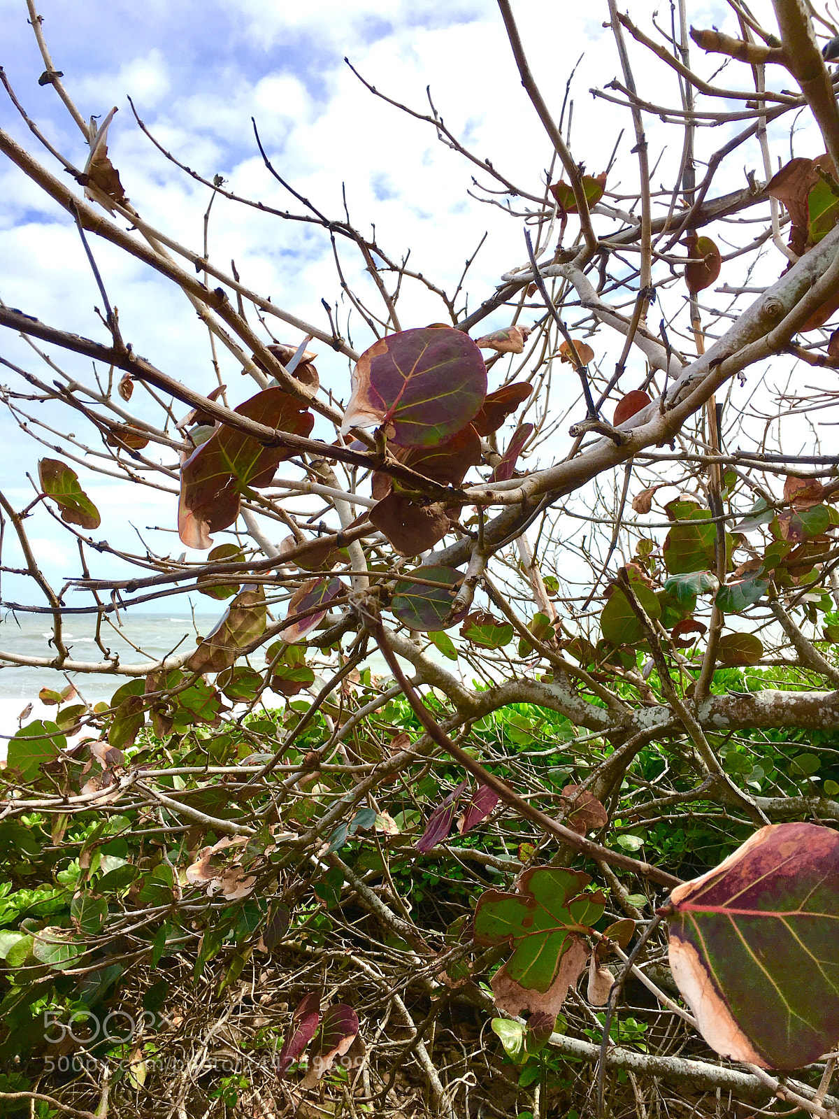 Apple iPhone SE sample photo. Leaves that are green photography