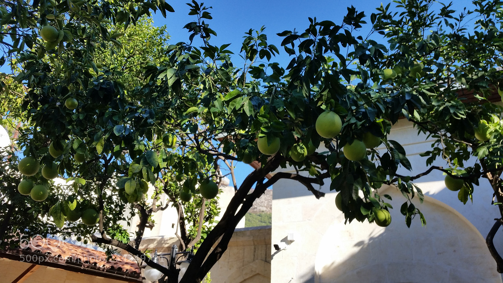 Samsung Galaxy S5 sample photo. Ağaç kavunu .... melon photography