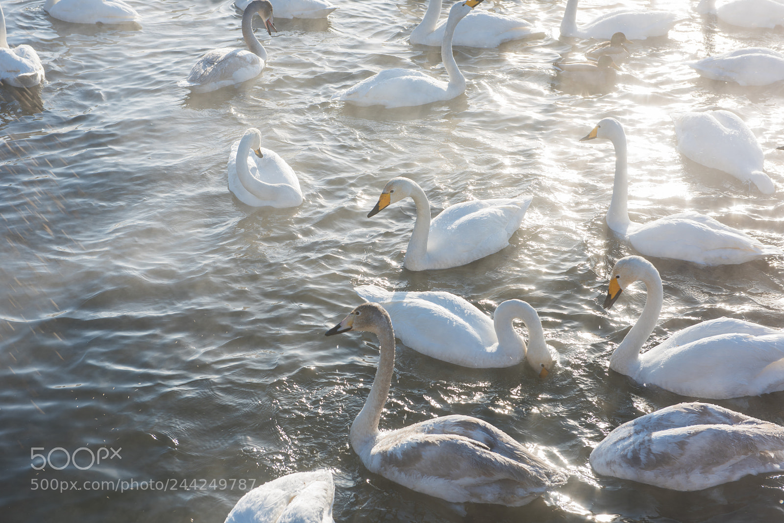 Nikon D810 sample photo. Beautiful white whooping swans photography
