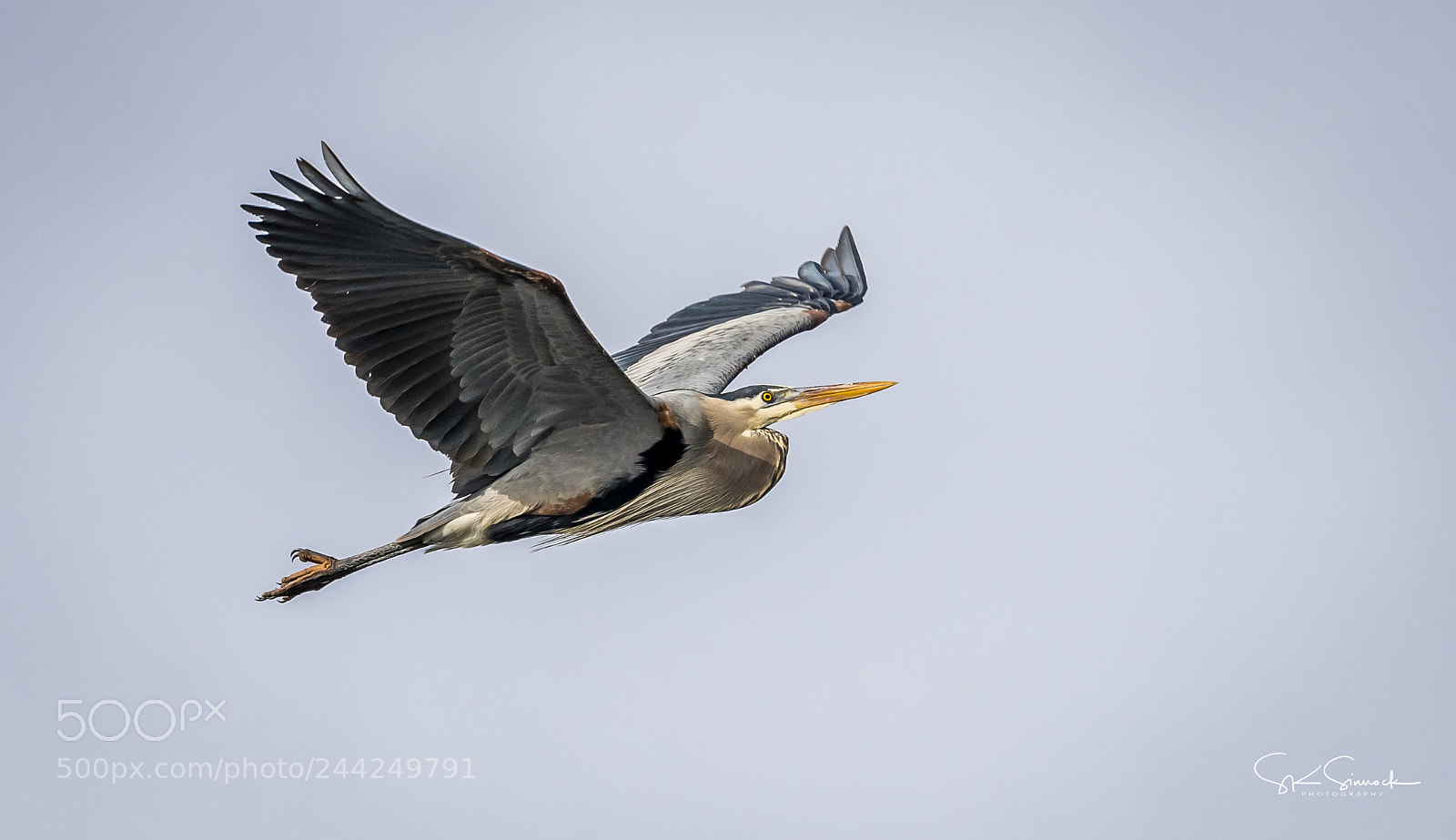 Nikon D850 sample photo. Blue heron photography