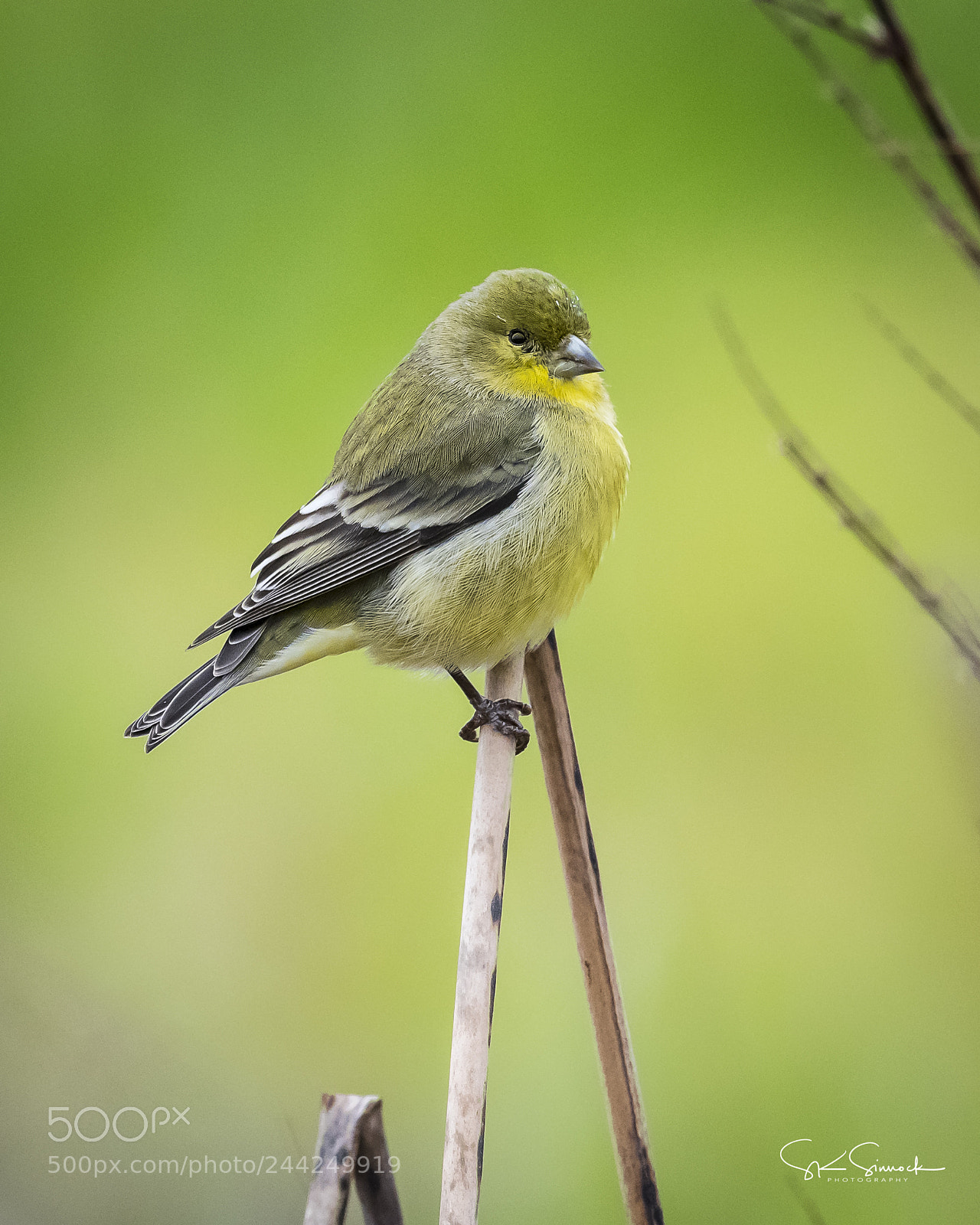 Nikon D850 sample photo. Lesser goldfinch photography