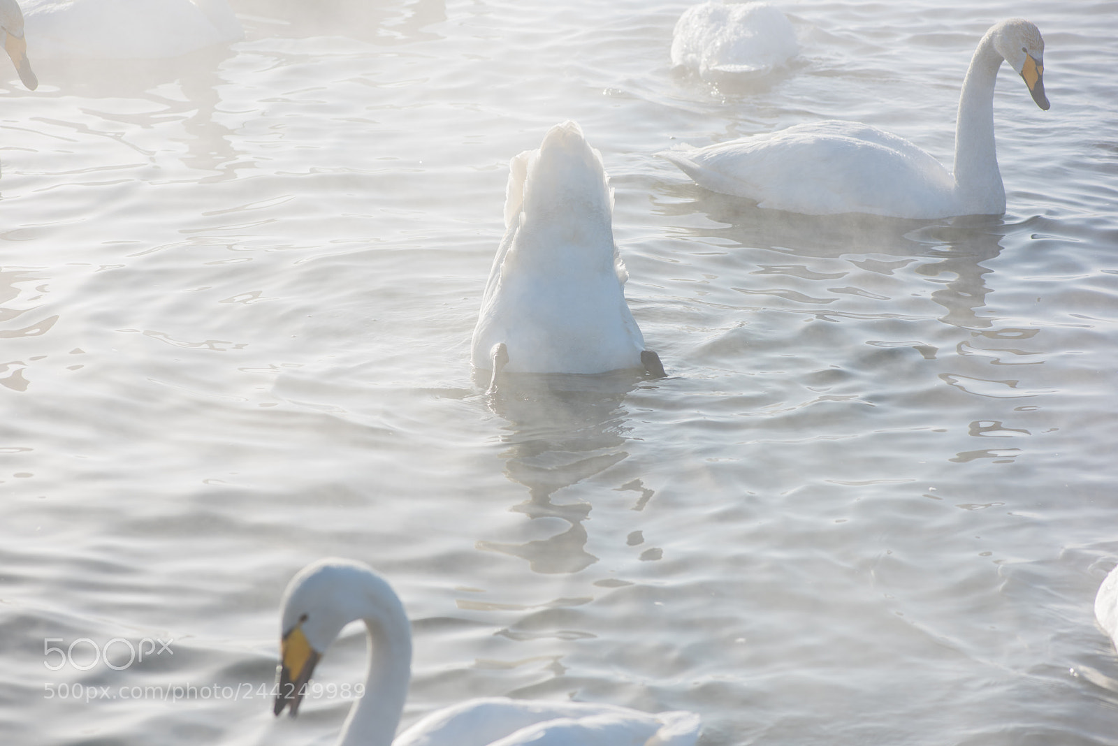 Nikon D810 sample photo. Beautiful white whooping swans photography