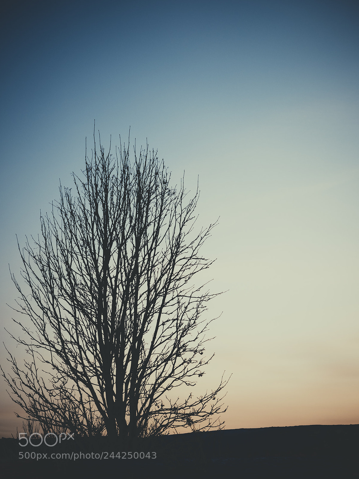Olympus OM-D E-M5 II sample photo. Lonely photography