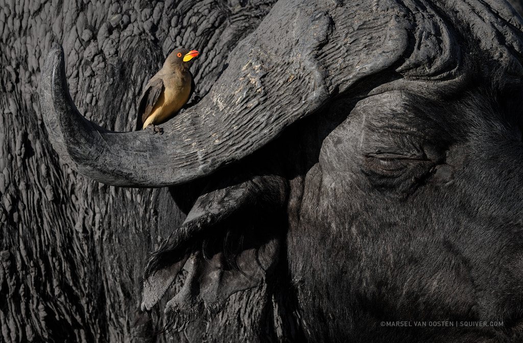 The Beauty And The Beast by Marsel van Oosten on 500px.com