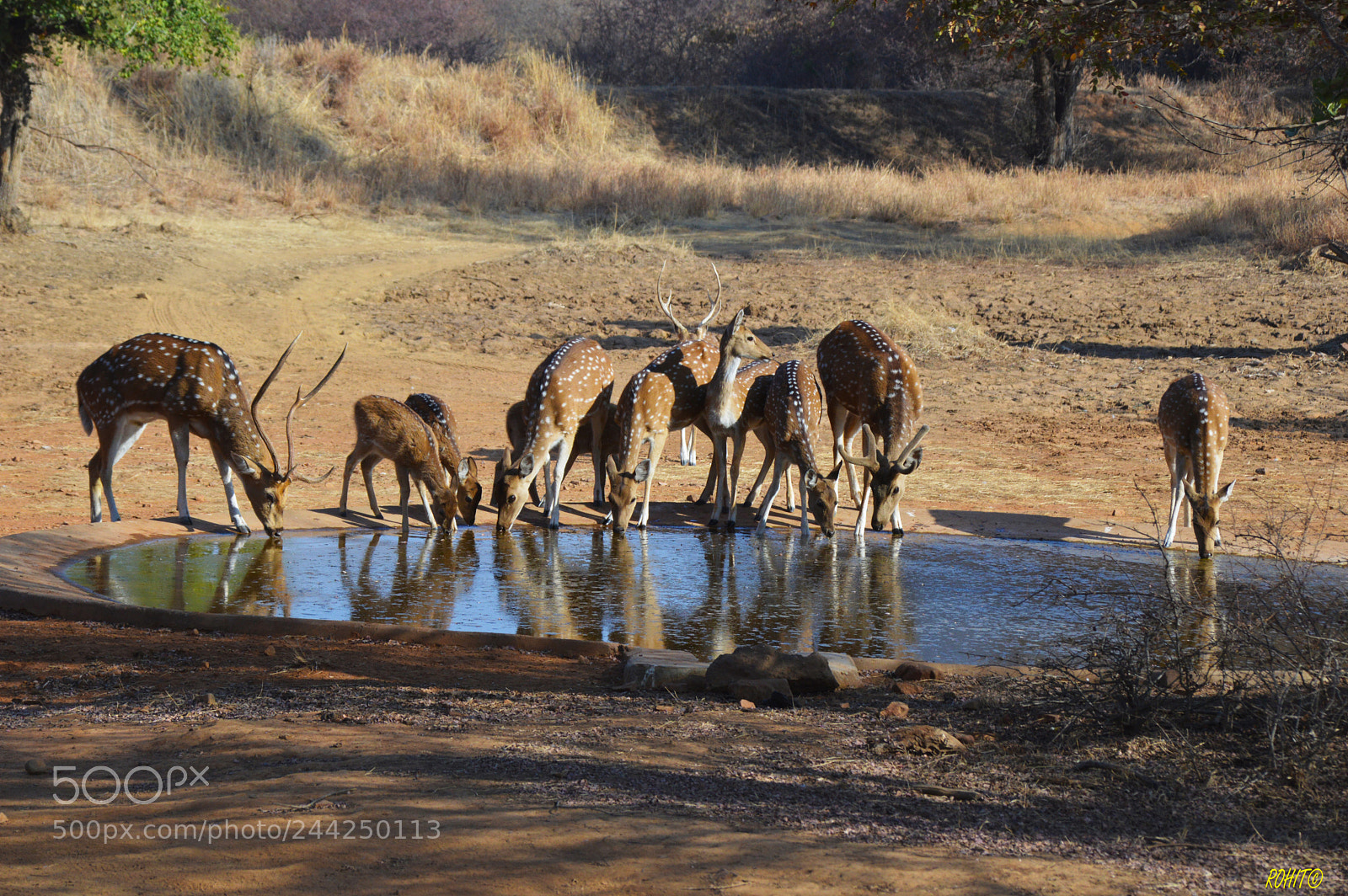 Nikon D3200 sample photo. Quenching thirst photography