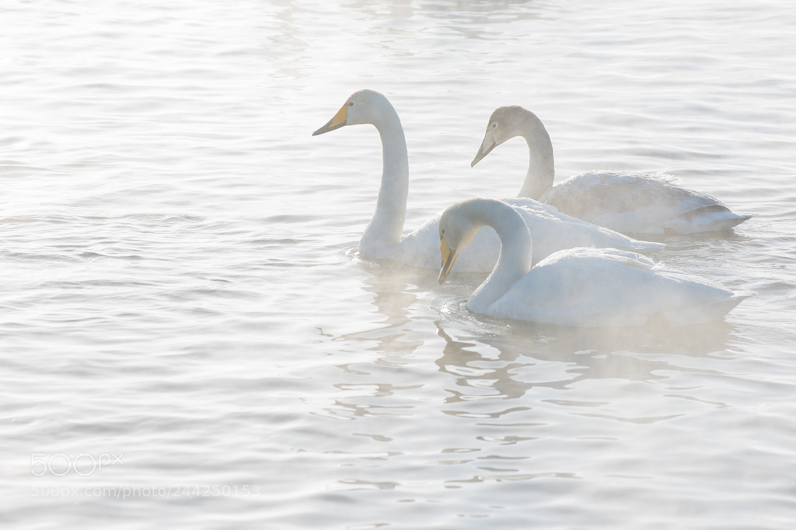 Nikon D810 sample photo. Beautiful white whooping swans photography