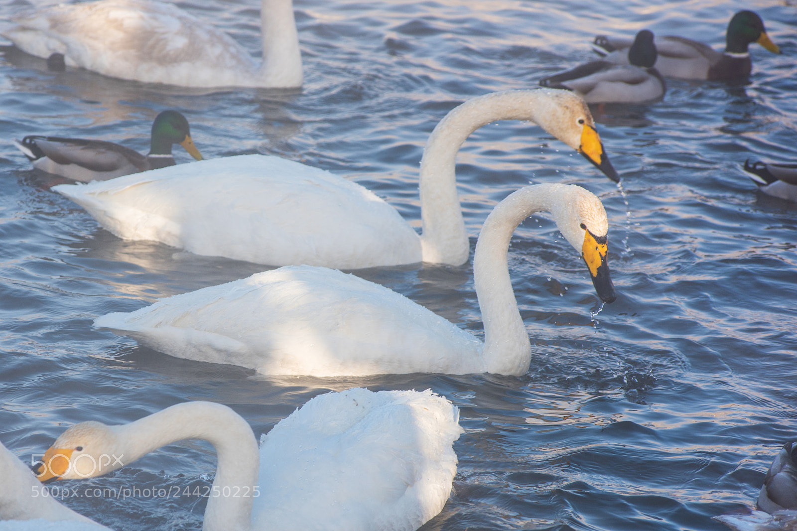 Nikon D810 sample photo. Beautiful white whooping swans photography
