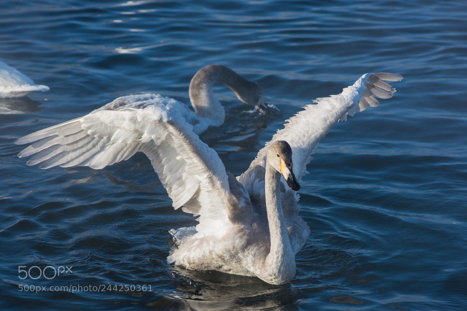 Nikon D810 sample photo. Beautiful white whooping swans photography