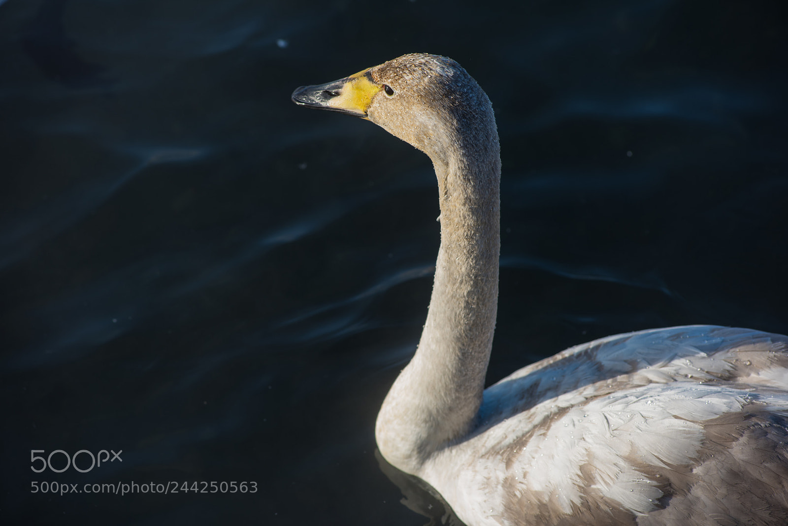 Nikon D810 sample photo. Beautiful white whooping swans photography