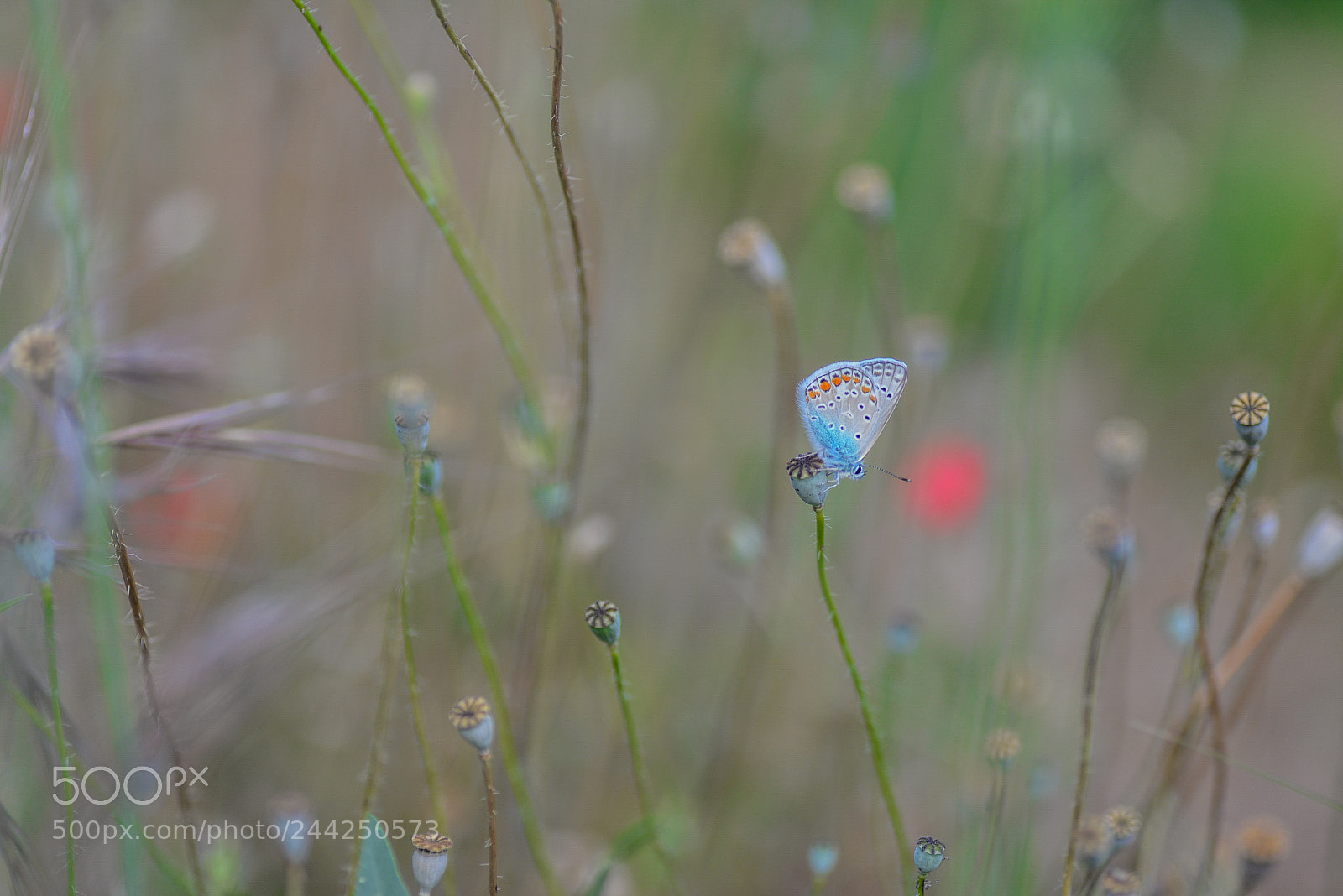 Nikon D610 sample photo. Butterfly. photography