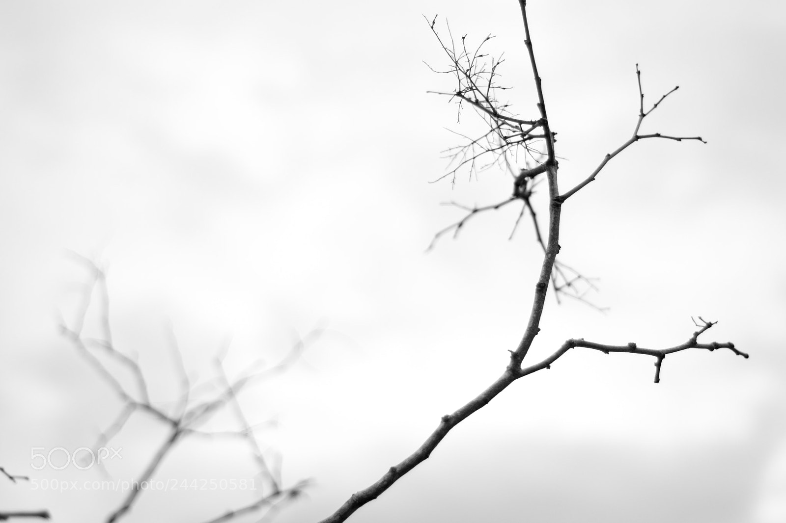 Nikon D7100 sample photo. Of bark and branches photography