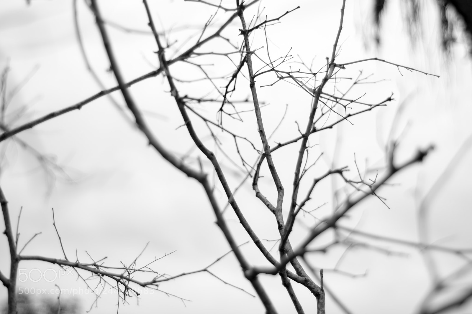 Nikon D7100 sample photo. Of bark and branches photography