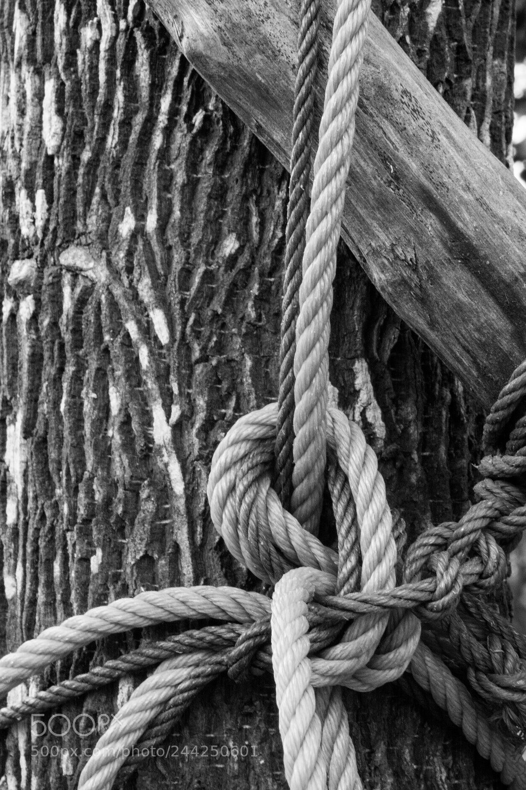 Nikon D7100 sample photo. Of bark and branches photography