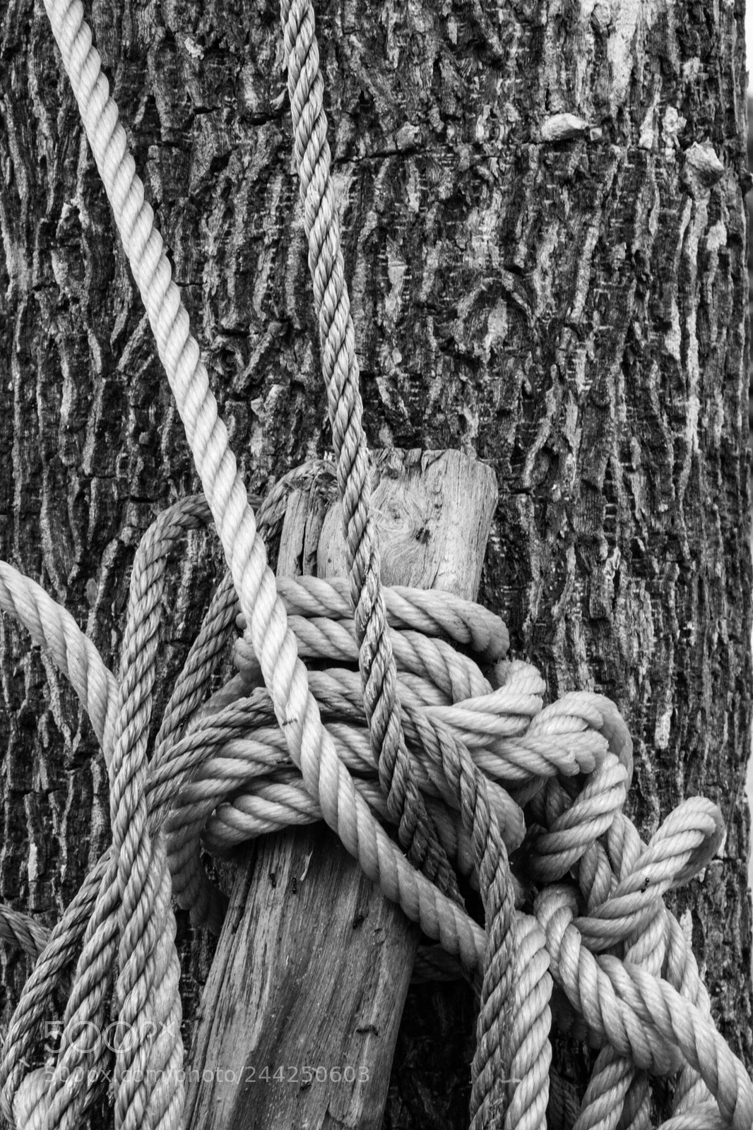 Nikon D7100 sample photo. Of bark and branches photography