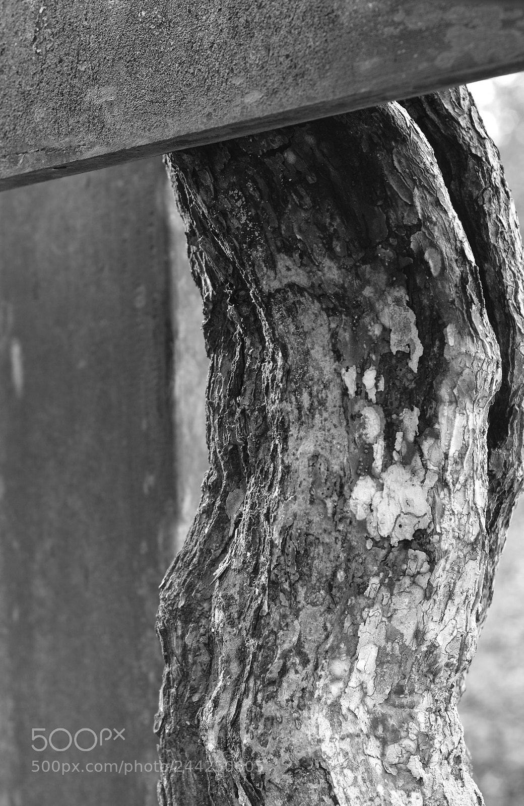 Nikon D7100 sample photo. Of bark and branches photography
