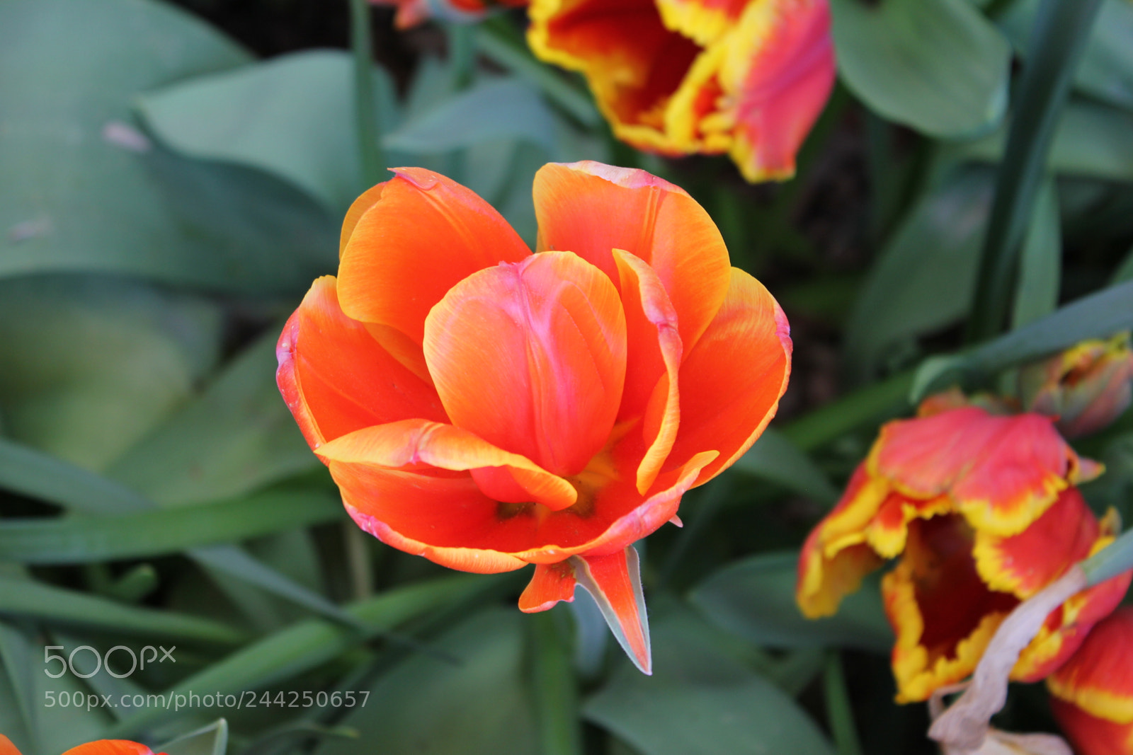Canon EF-S 18-55mm F3.5-5.6 IS sample photo. Tulips edward's gardens, toronto photography