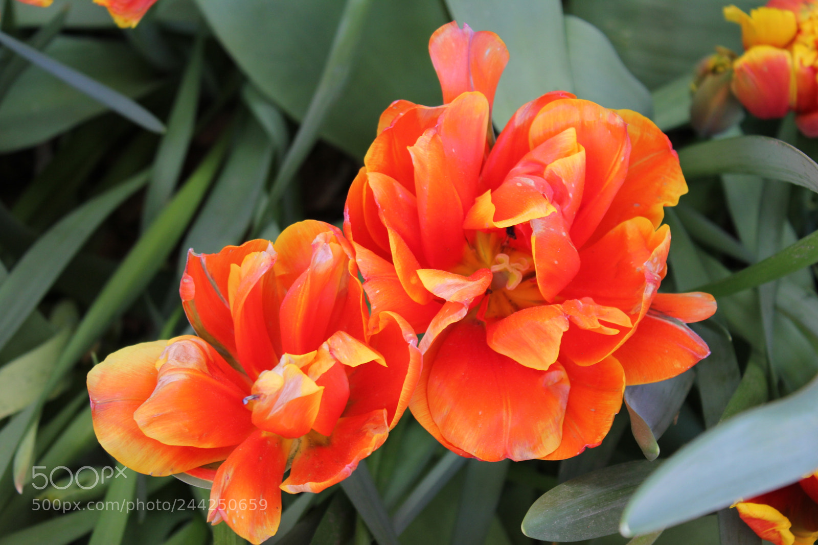 Canon EF-S 18-55mm F3.5-5.6 IS sample photo. Tulips edward's gardens, toronto photography
