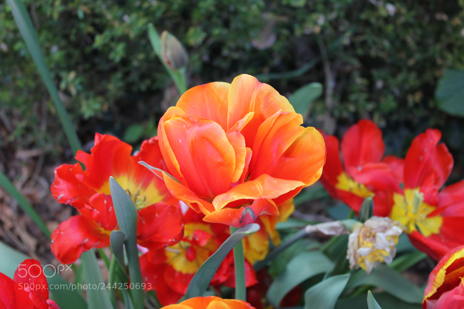 Canon EF-S 18-55mm F3.5-5.6 IS sample photo. Tulips edward's gardens, toronto photography