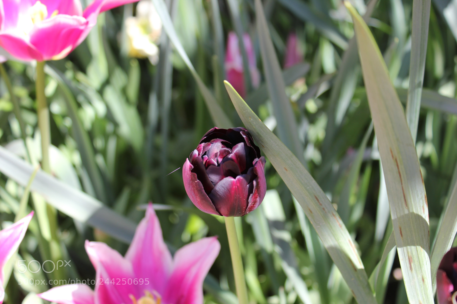 Canon EF-S 18-55mm F3.5-5.6 IS sample photo. Tulips edward's gardens, toronto photography