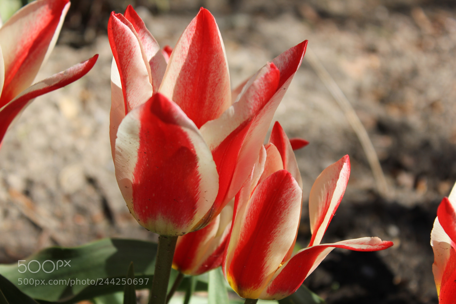 Canon EF-S 18-55mm F3.5-5.6 IS sample photo. Tulips edward's gardens, toronto photography