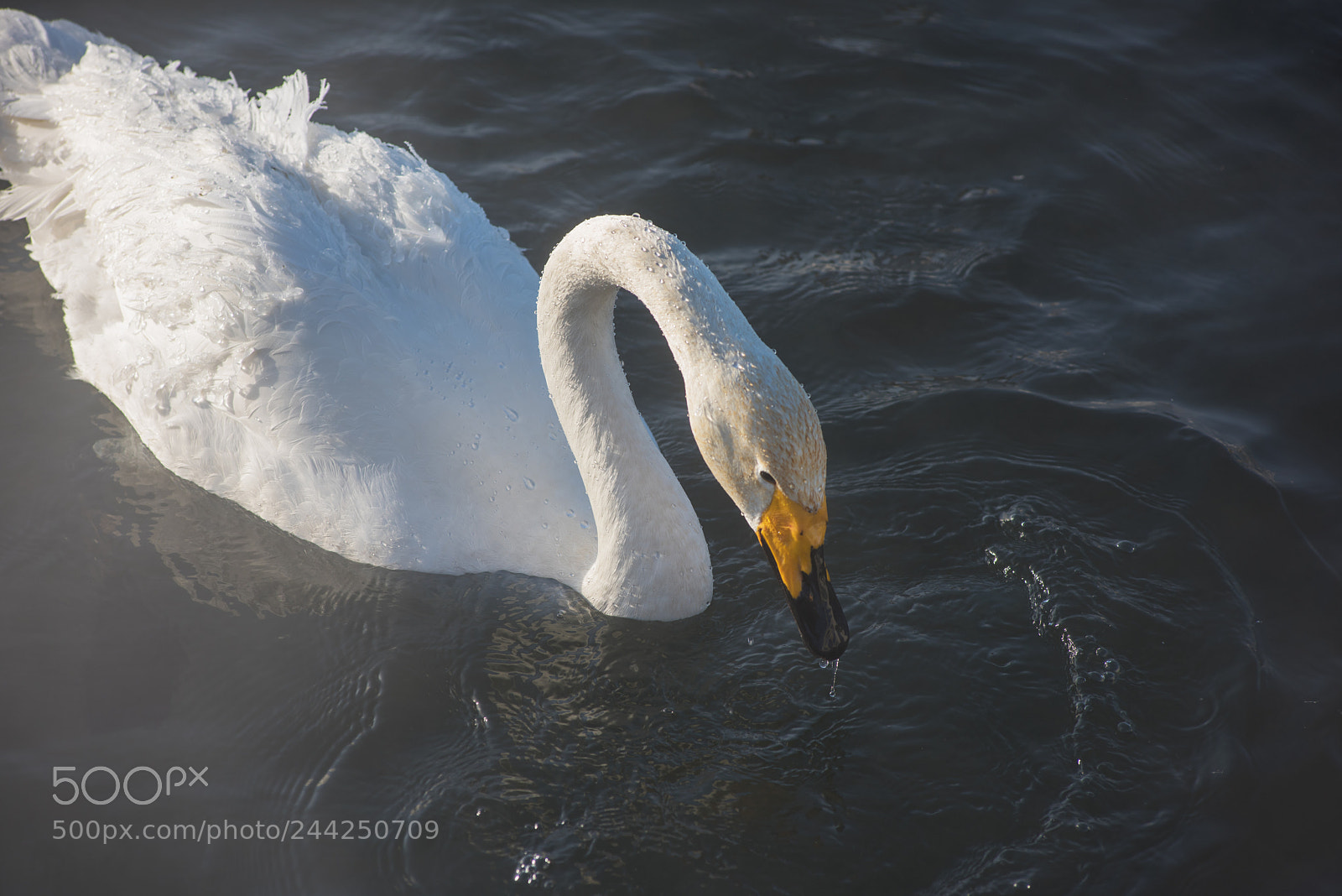 Nikon D810 sample photo. Beautiful white whooping swans photography