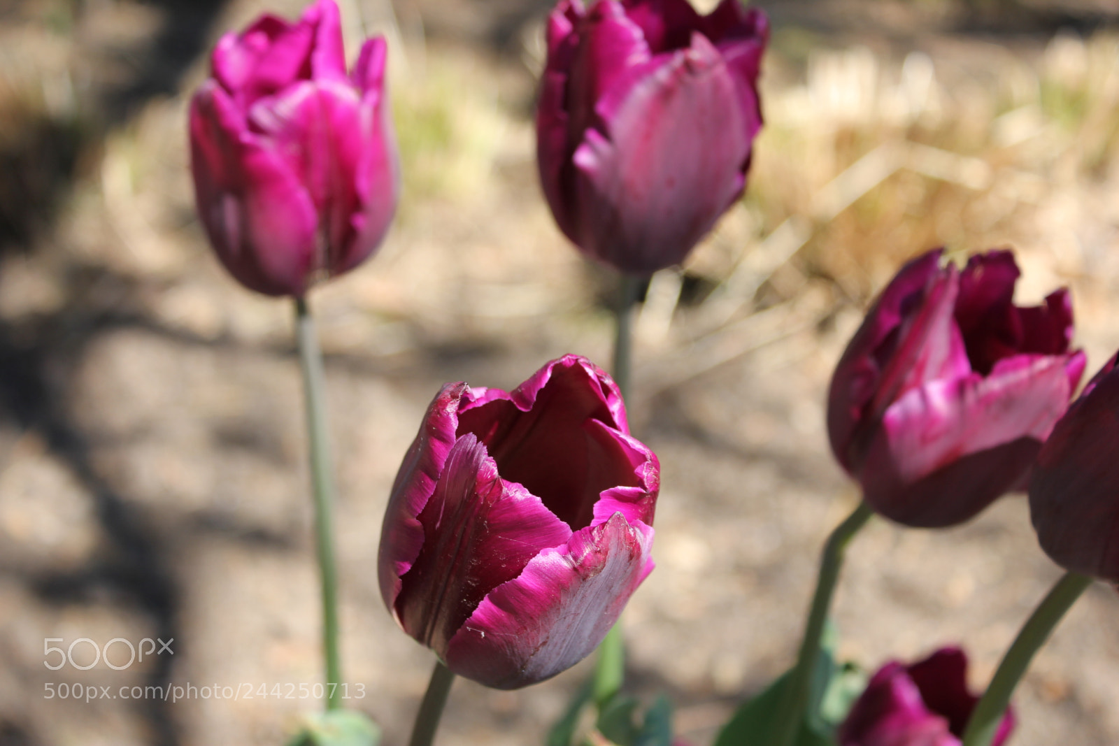 Canon EF-S 18-55mm F3.5-5.6 IS sample photo. Tulips edward's gardens, toronto photography