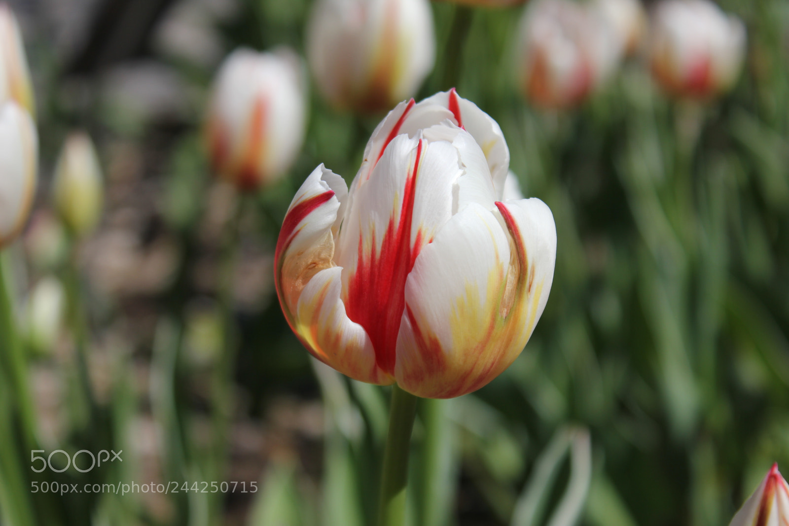 Canon EF-S 18-55mm F3.5-5.6 IS sample photo. Tulips edward's gardens, toronto photography