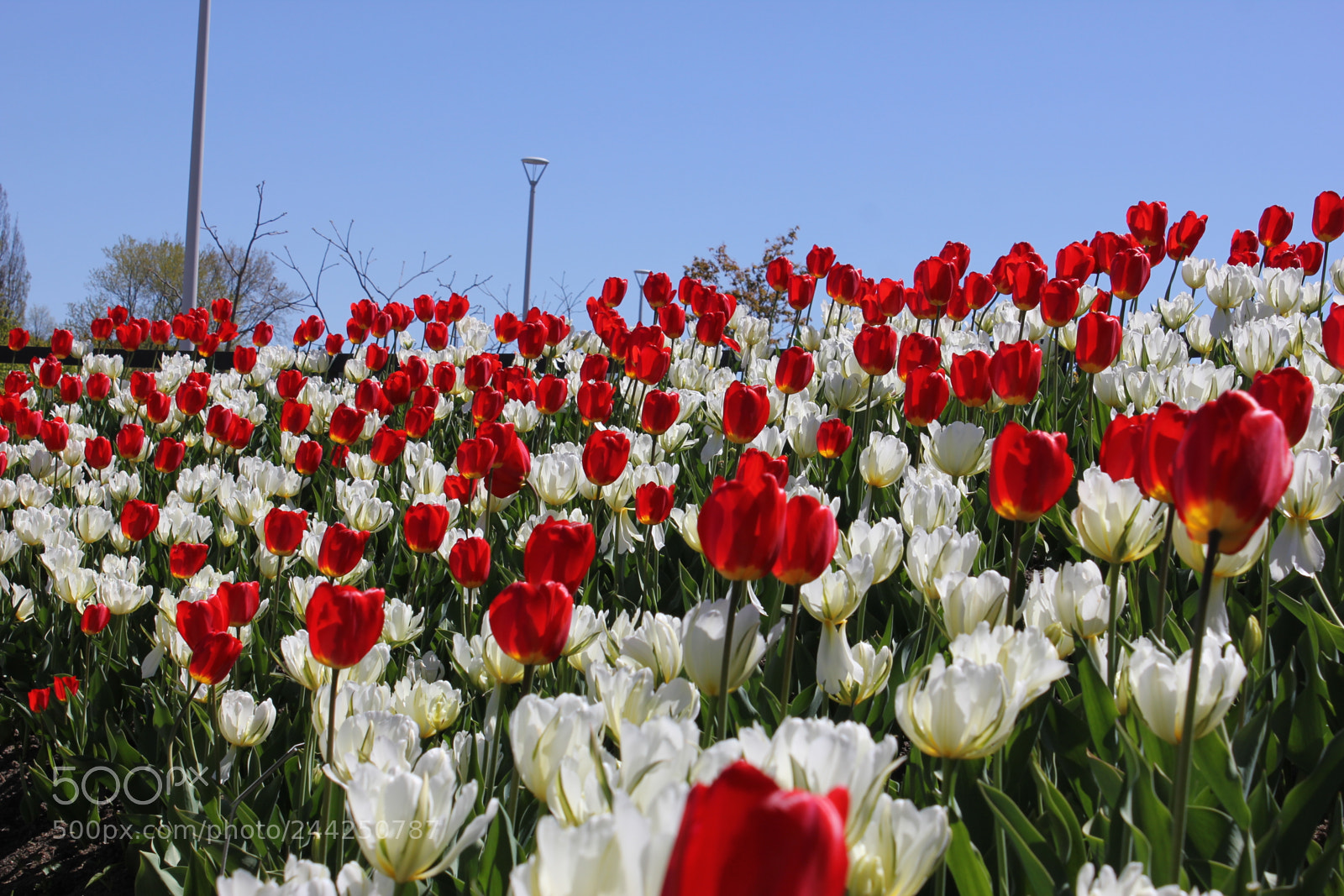 Canon EF-S 18-55mm F3.5-5.6 IS sample photo. Tulips edward's gardens, toronto photography