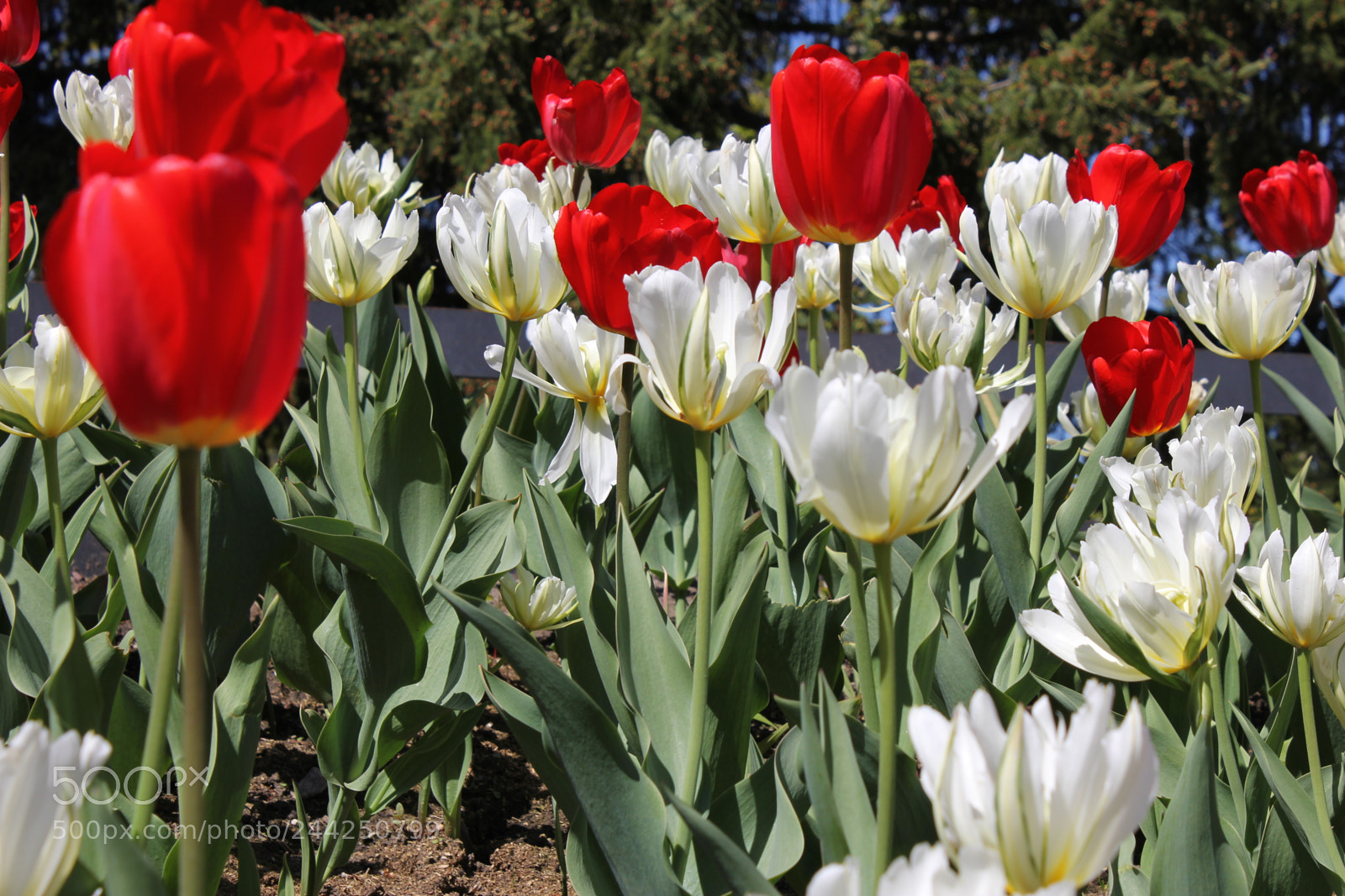 Canon EF-S 18-55mm F3.5-5.6 IS sample photo. Tulips edward's gardens, toronto photography