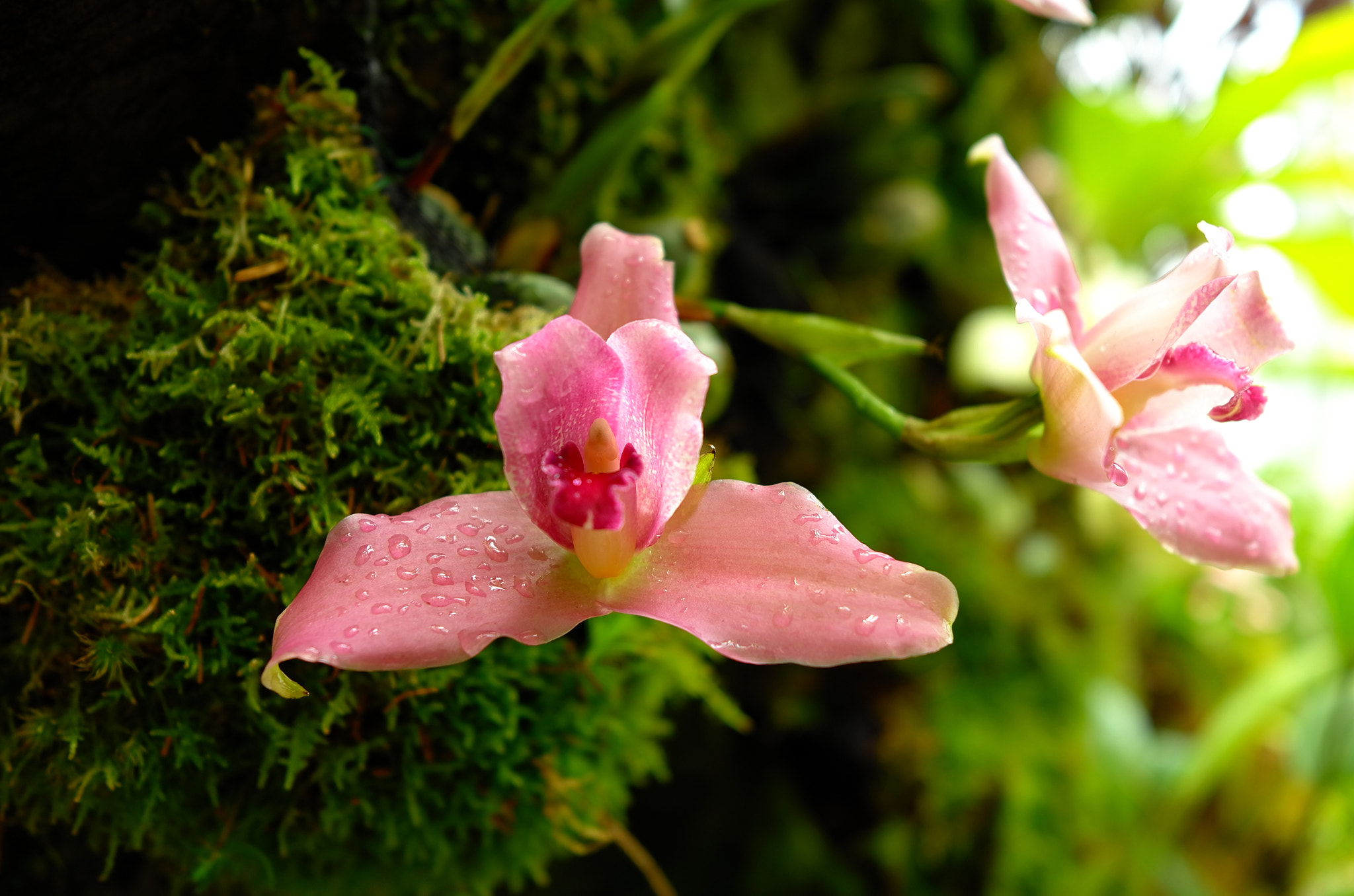 Leica X (Typ 113) sample photo. Orchid photography