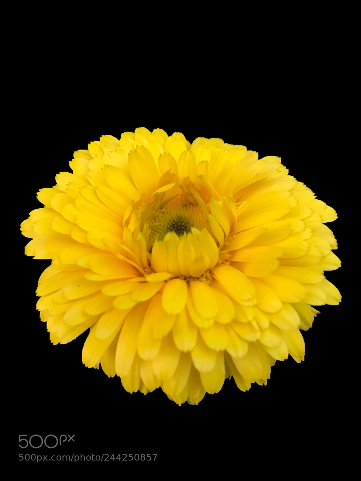 Apple iPhone 7 Plus sample photo. Black and yellow photography