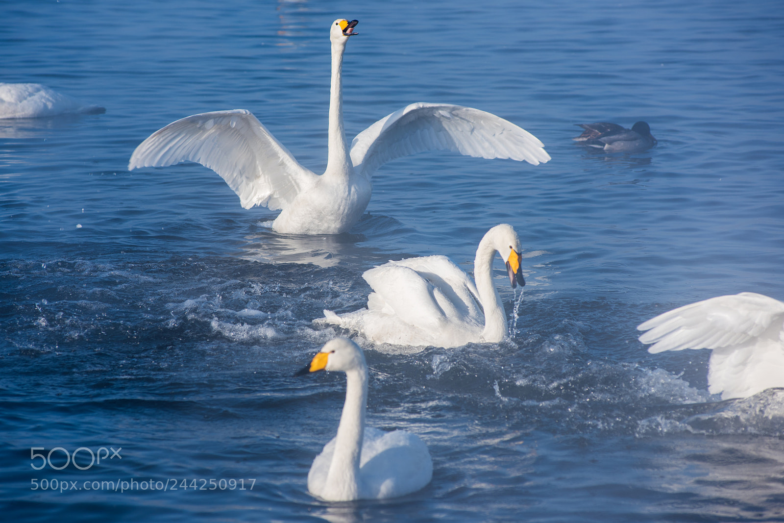 Nikon D810 sample photo. Beautiful white whooping swans photography