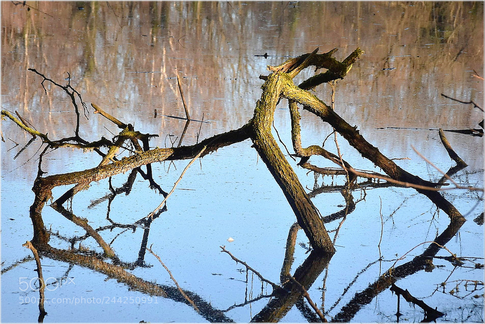 Nikon D7200 sample photo. "water and wood" photography