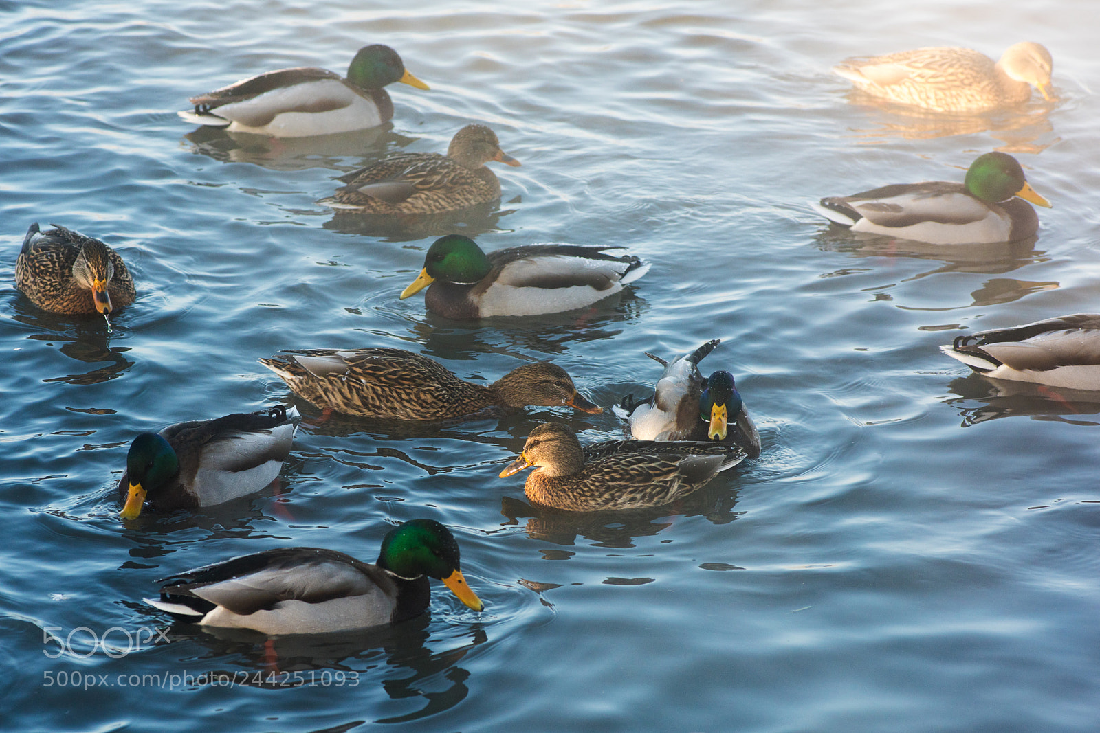 Nikon D810 sample photo. Duck swimming in lake photography