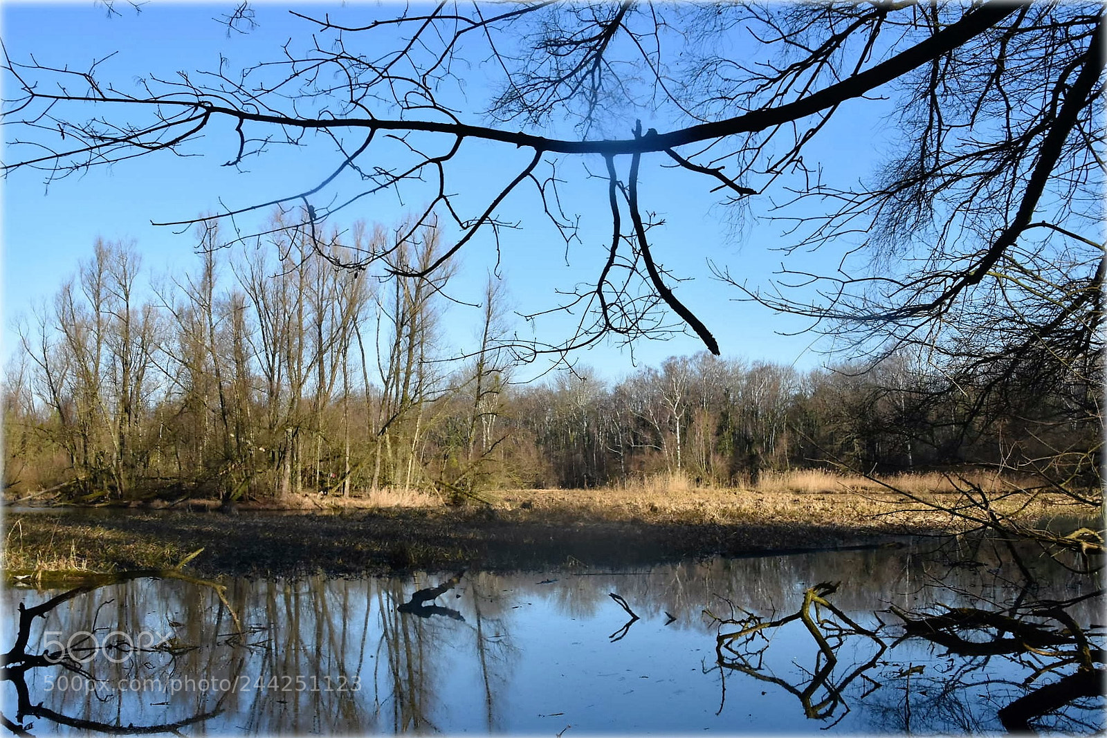 Nikon D7200 sample photo. "old rhin,;" photography