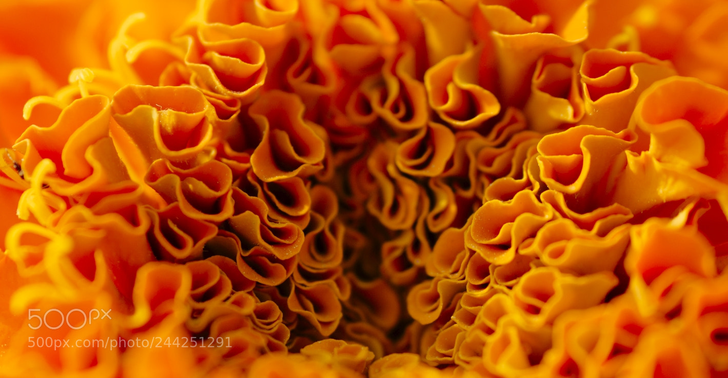 Nikon D3200 sample photo. A bee's view.jpg photography
