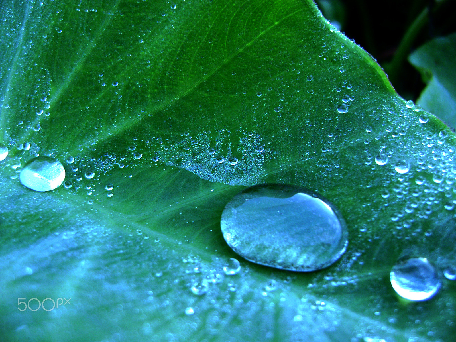 Sony DSC-S650 sample photo. Water on arum greens photography
