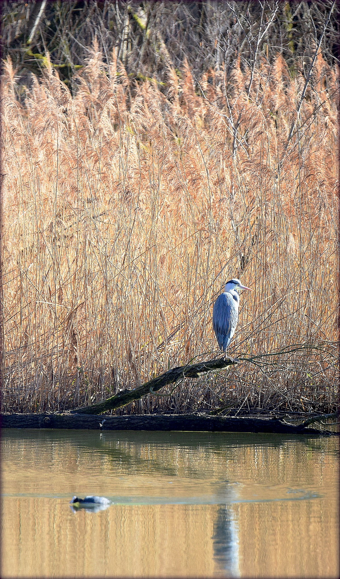 Nikon D810 sample photo. "heron;" photography