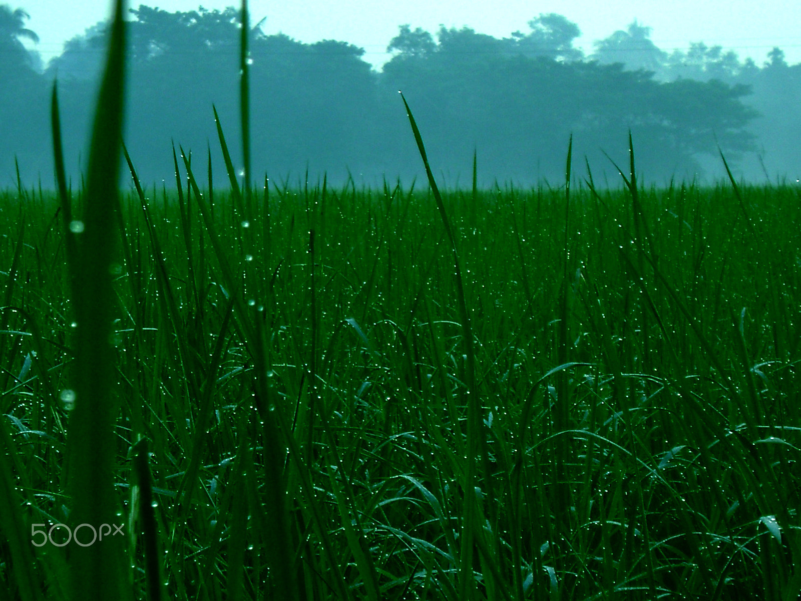Sony DSC-S650 sample photo. Fog drops in green photography