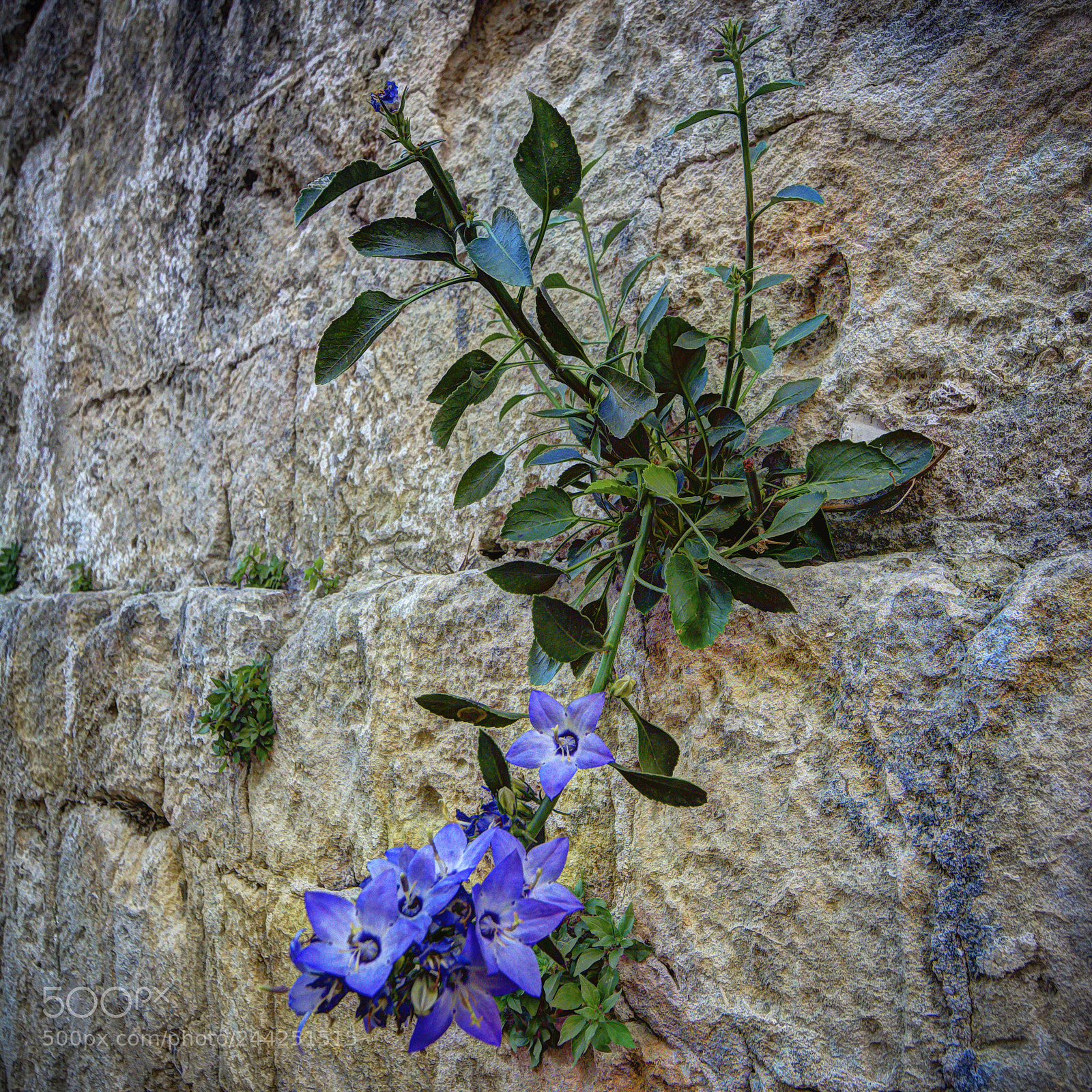 Nikon D7100 sample photo. Matera dillo con un photography