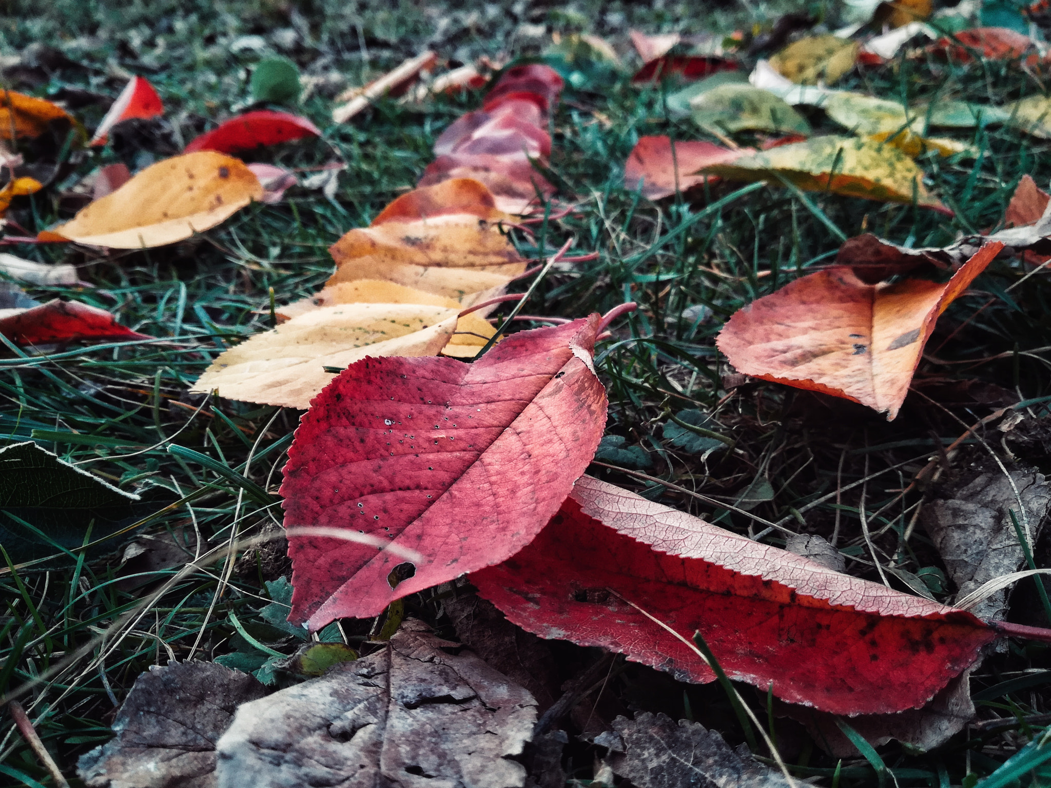 HUAWEI P8 lite 2017 sample photo. Beautiful autumn photography