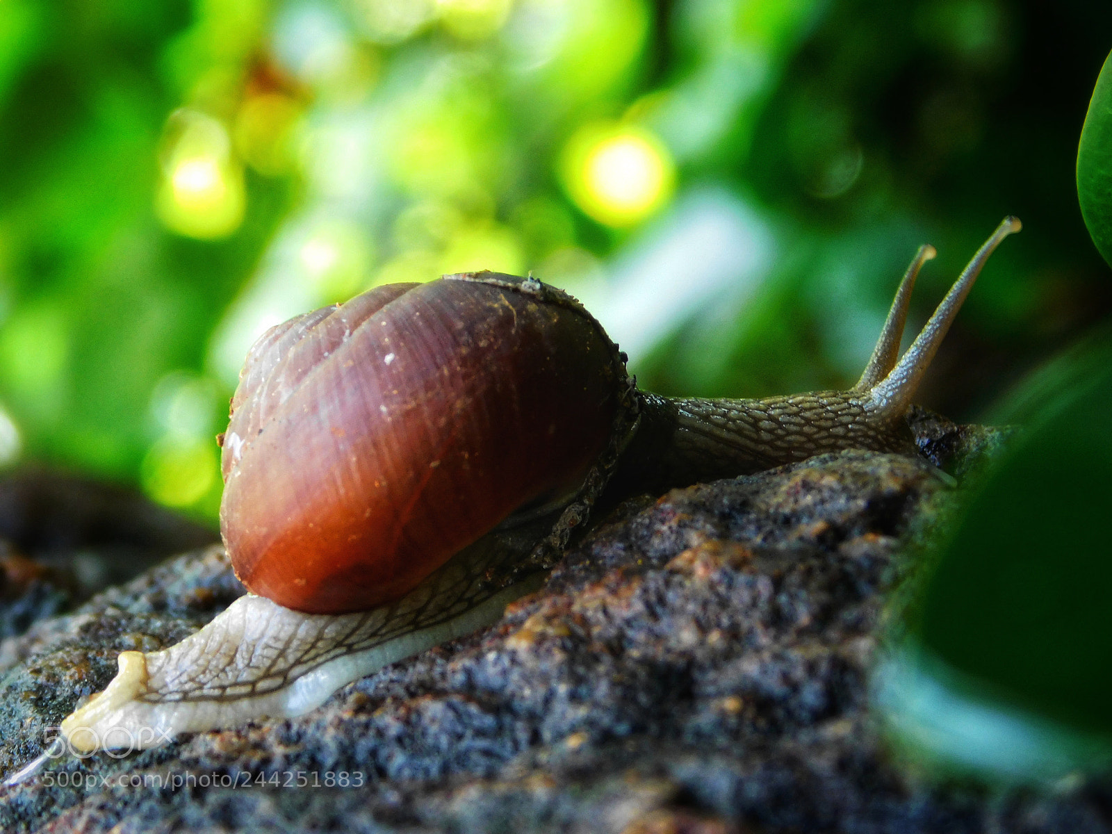Nikon Coolpix L840 sample photo. Snail photography
