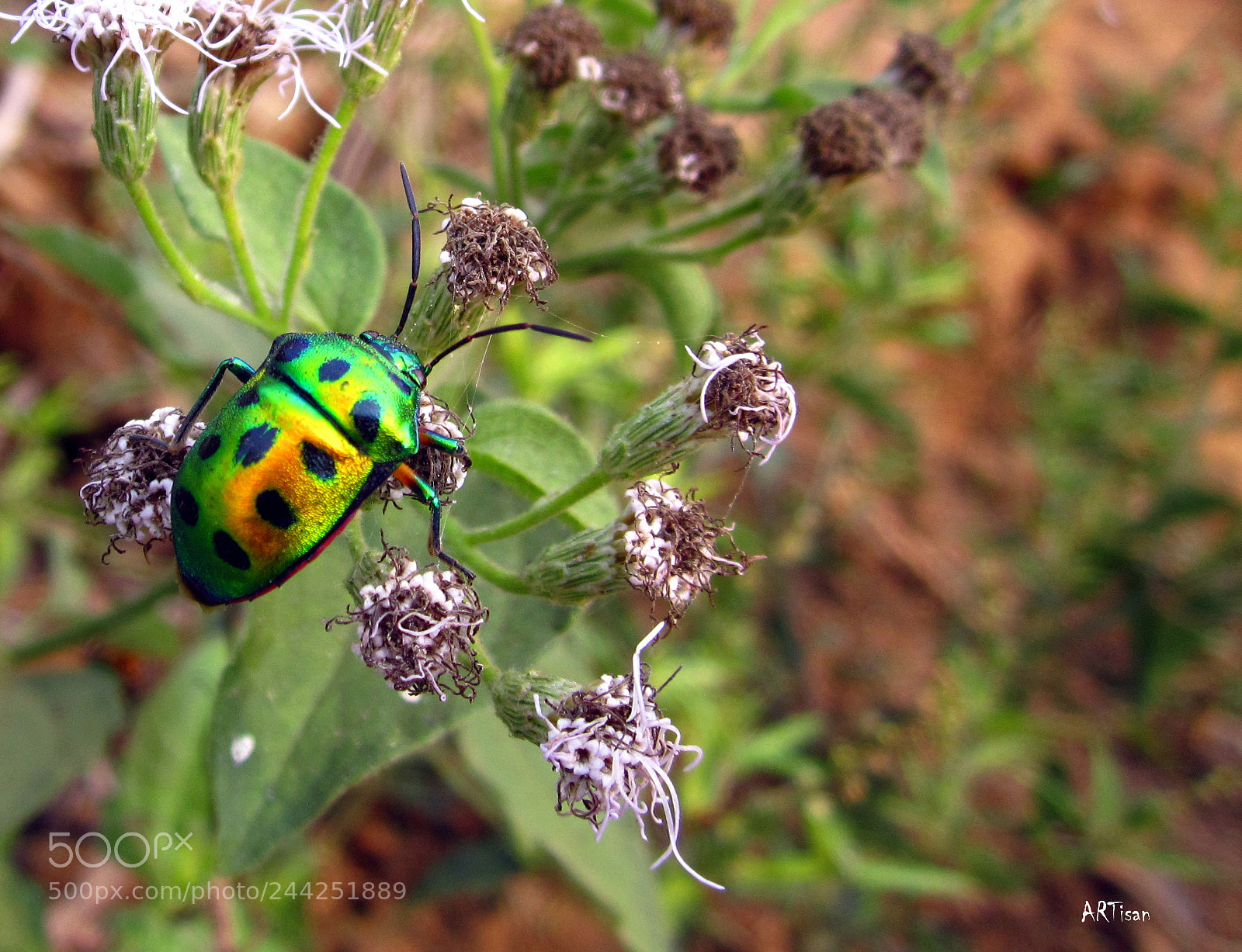 Canon PowerShot A2200 sample photo. Beetle photography