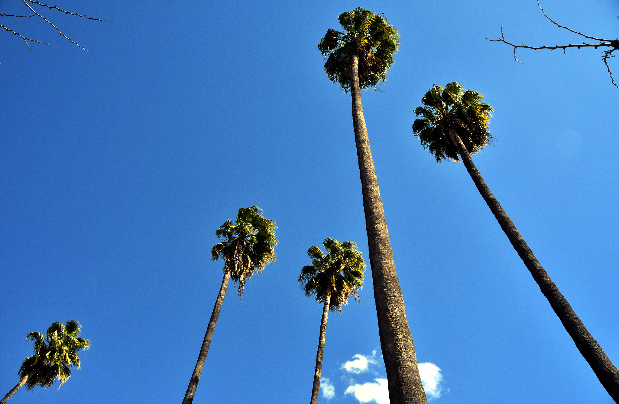 Nikon D7000 + Sigma 18-125mm F3.8-5.6 DC HSM sample photo. Palm trees of seville photography
