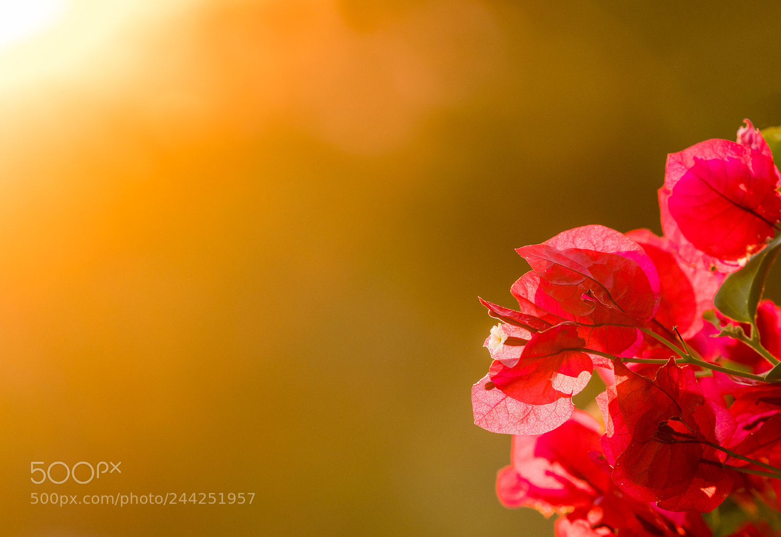 Sony a7R II sample photo. Bougainvillea flowers backlit against photography