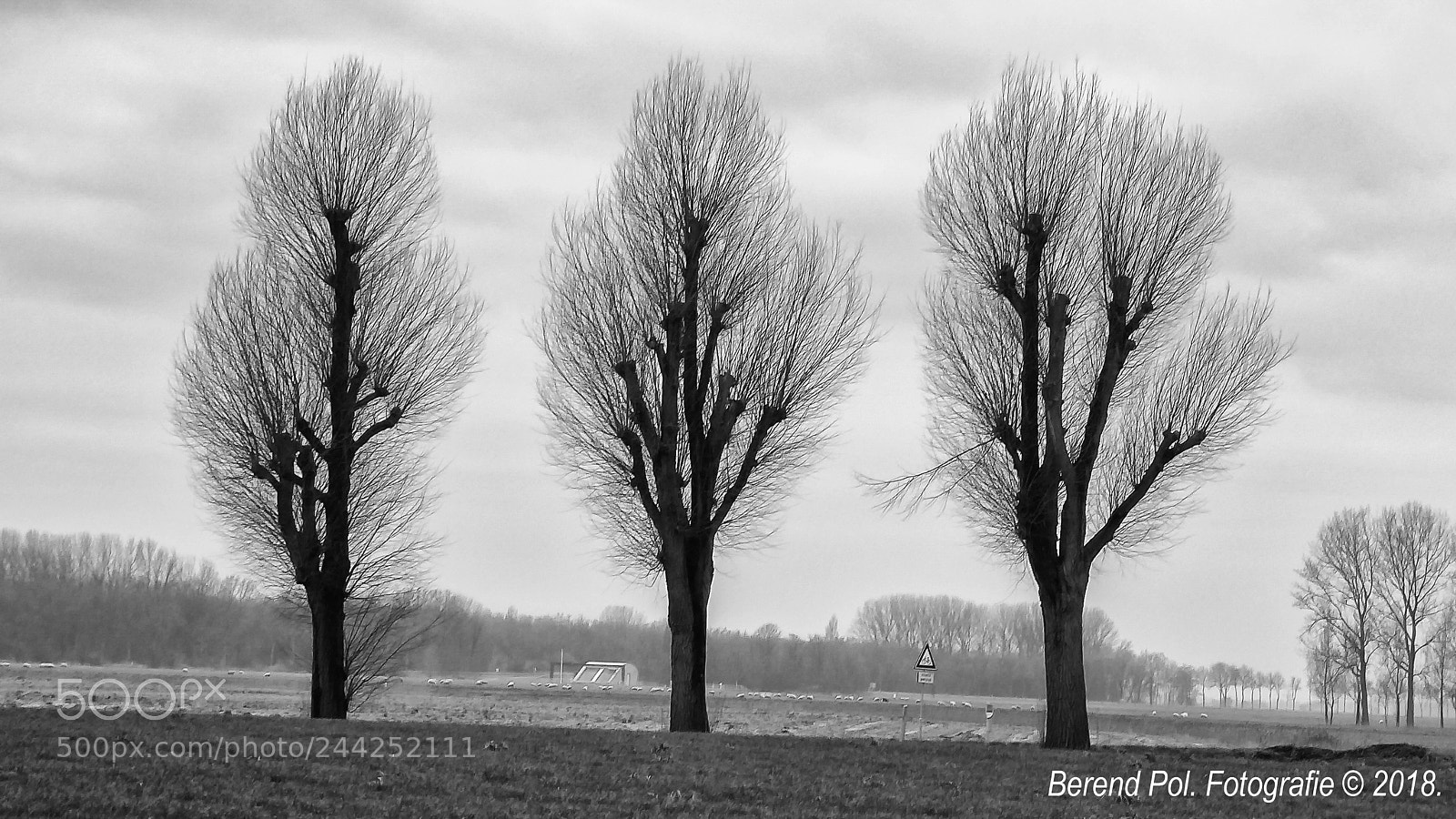 Panasonic Lumix DMC-ZS50 (Lumix DMC-TZ70) sample photo. Drie bomen (three trees) photography