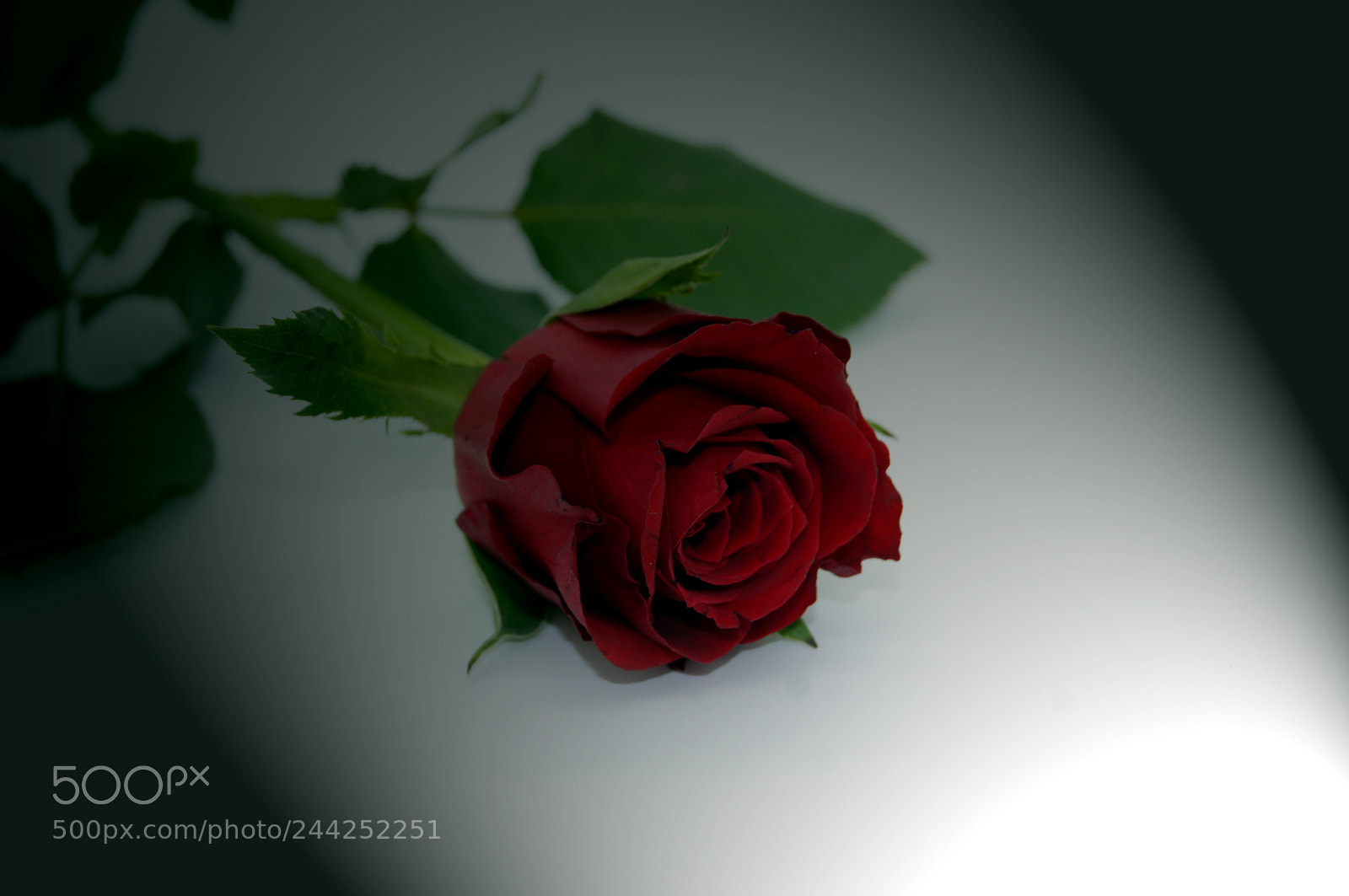 Sony SLT-A55 (SLT-A55V) sample photo. Red rose on black photography