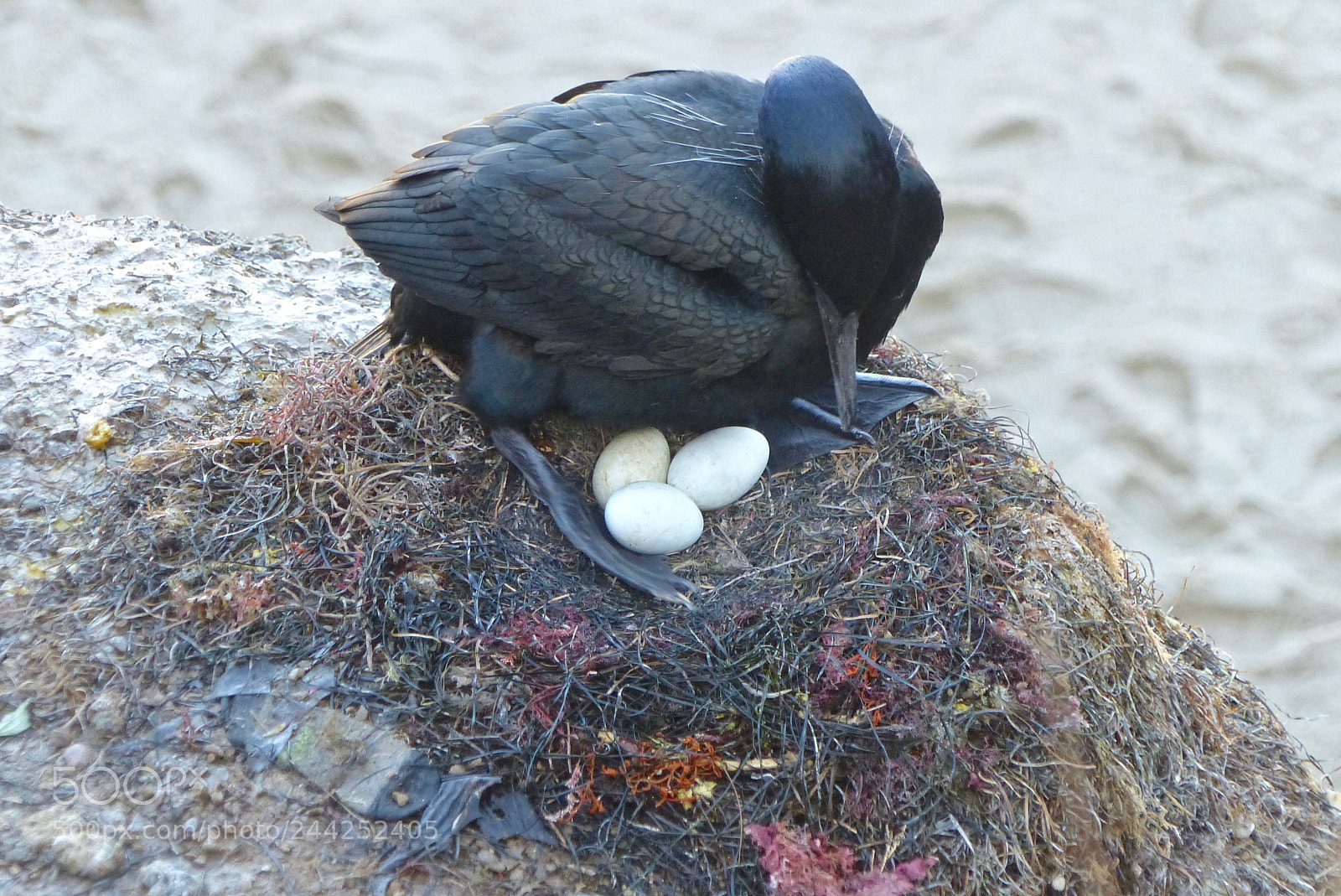 Panasonic Lumix DMC-FZ200 sample photo. Rearranging the eggs photography