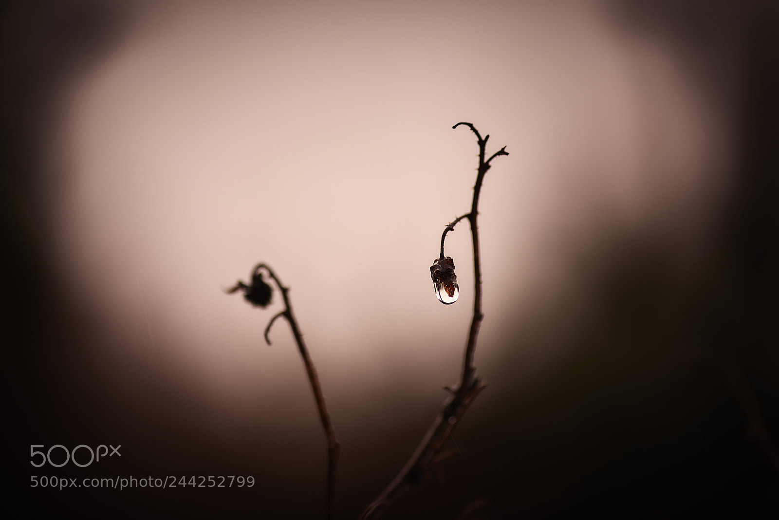 Nikon D800E sample photo. Gloom photography